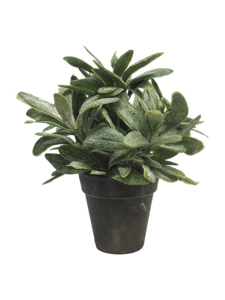 ***STACHYS PLANT W/POT CREAM 22CM