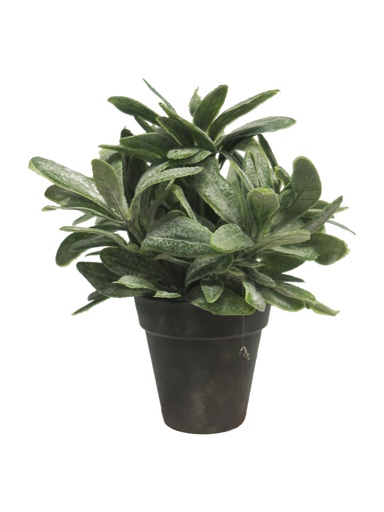 STACHYS PLANTA EN MACETA - CREMA - 22CM