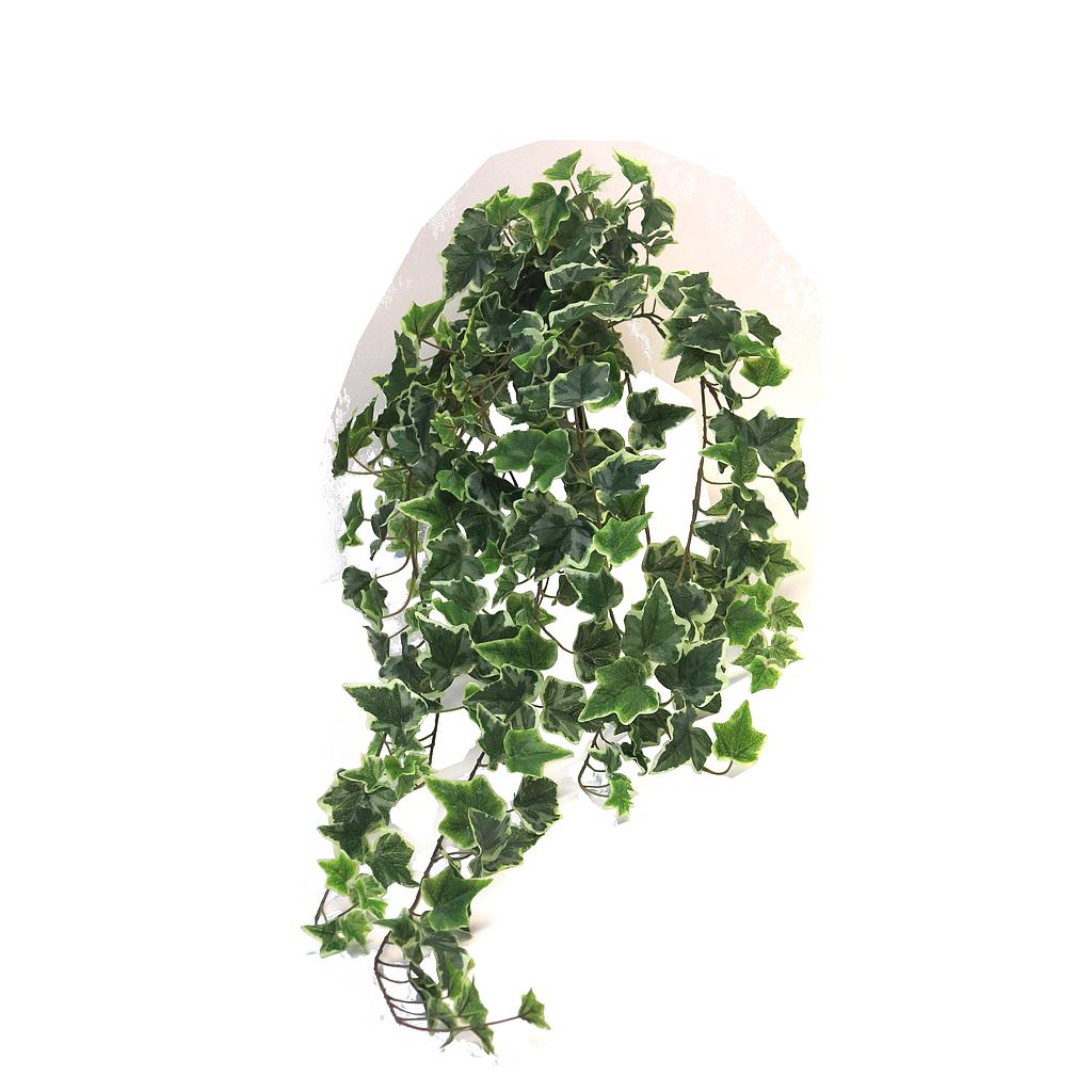 (Best) Ivy Chicago hanger XL variegated 100cm (259 lvs)