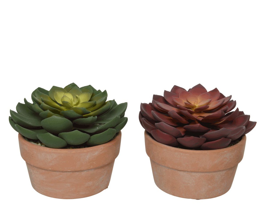 ***SUCCULENT PLASTIC