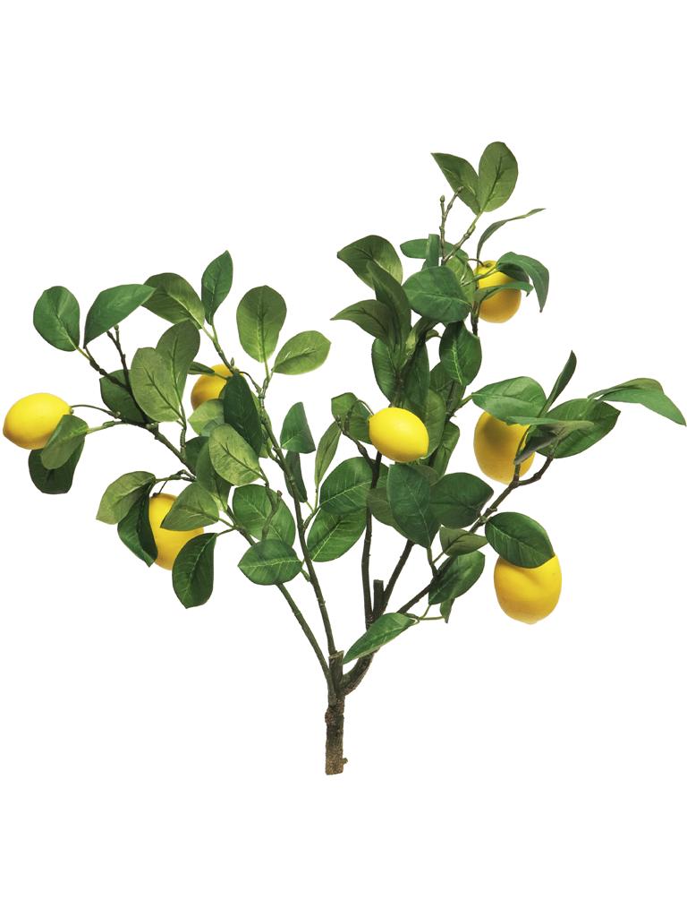 ***LEMON SINENSIS BUSH YELLOW 60CM