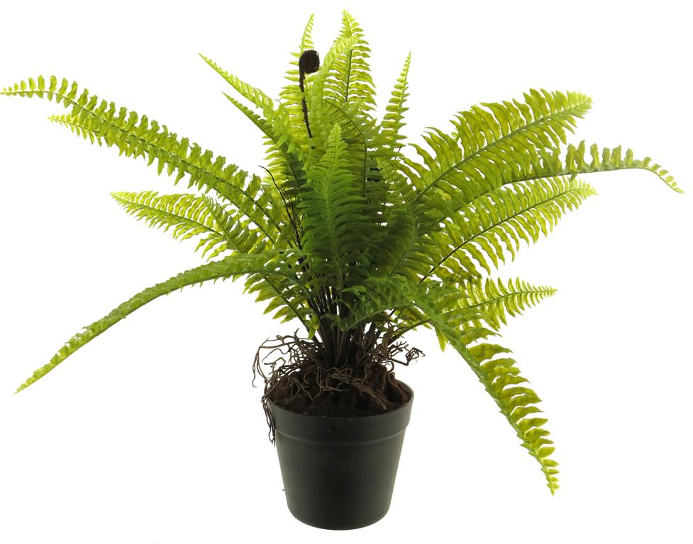 ***BOSTON FERN IN POT GREEN 53CM