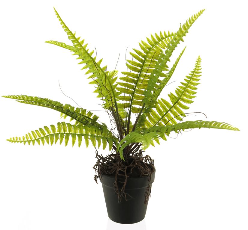 ***BOSTON FERN IN POT GREEN 40CM