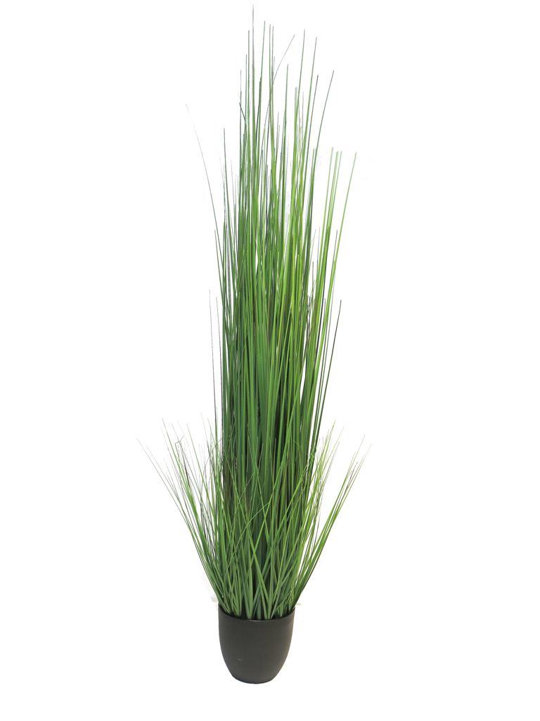 (Best) King festuca green in pot 150cm