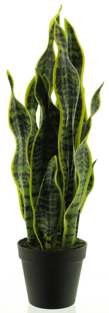 ***SANSEVIERIA IN POT YELLOW/GREEN 51CM