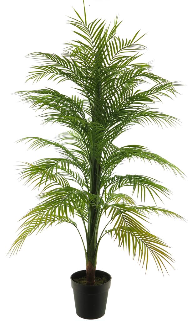 (Best) Areca palm in pot green 140cm