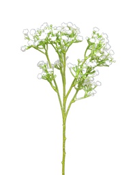 [12-88876-0] BRANCHE DE PANICULATA COULEUR CREME - 45cm