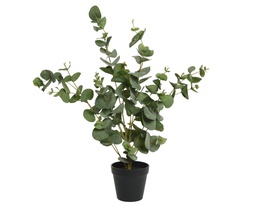 [4-800457] ***EUCALYPTHUS PE L30-W30-H60cm