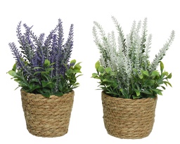 [4-804958] ***LAVENDER PLASTIC ASSORTED dia12.00-H26.00cm