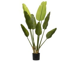 [4-808458] STRELITZIA EN POT - VERRE - dia40.00-H120.00cm