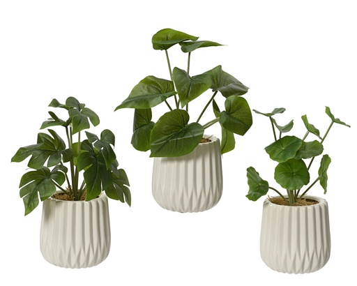 PLANTA EN MACETA CERAMICA BLANCA 3 SURTIDOS - PRECIO UNIDAD-  dia11.00-H28.00cm