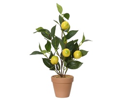 [4-809273] LIMONERO PEQUEÑO EN MACETA -  L17.00-W15.00-H45.00cm