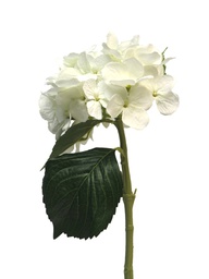 [12-12270-0] (Best) HYDRANGEA ARTISTE - BLANC - 48cm