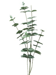 [12-30925-1] (Best) EUCALYPTUS CINEREA A FEUILLES - x5 90cm