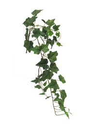 [12-31004-1] (Best) Ivy Chicago hanger S green x3 80cm (51 lvs)