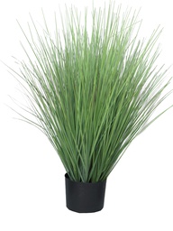 [12-51173-1] (Best) King festuca green in pot 76cm