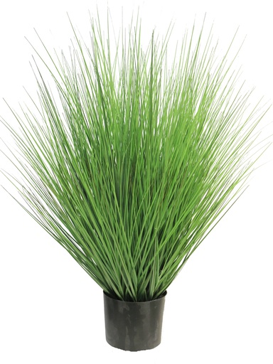 (Best) KING FETUQUE EN POT - VERT - 91cm