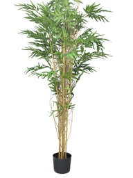 [12-60260-1] (Best) Bambusa Panda w/pot 180cm