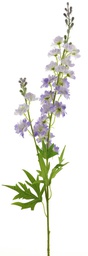 [12-93487-6] (Best) DELPHINIUM FINLANDAIS - VIOLET VAPORISE - 85cm 12908