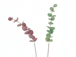 [DHG-021605] ***25&quot; EUCALYPTUS STEM 18 LVS