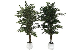 [DHG-058938] ***5' FICUS TREE 1092LVS