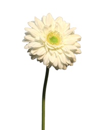 [12-12268-0] (Best) Gerbera Nice cream 48cm