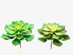 [DHG-383839916576] ***11&quot; 2-ASST SUCCULENT PICK