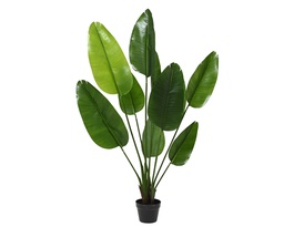 [4-835088] ***STRELITZIA PE GREEN dia70.00-H150.00cm