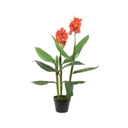 [4-801003] CANNA E/MACETA D60X89CM