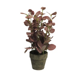 [12-51550-3] ***Eucalyptus in pot red 38cm