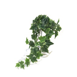 [12-31000-2] (Best) Ivy Chicago hanger M variegated 46cm (81 lvs)