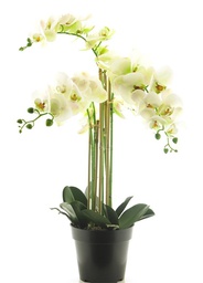 [12-51342-0] ORCHIDEE MALIBU EN POT - JAUNE - 90CM