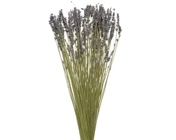 [4-830241] LAVENDER DRIED FLOWER DIA12-H50CM