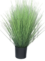 [12-51172-1] (Best) King festuca green in pot 60cm