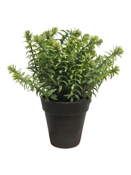 [12-51722-0] ***SEDUM ALBUM W/POT LT GREEN 23CM