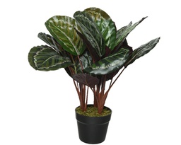 [4-801116] ***CALATHEA PLASTIC