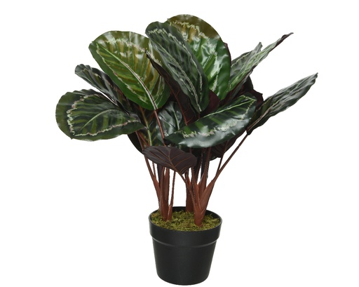 CALATHEA EN MACETA - HOJA GRANDE - 47CM