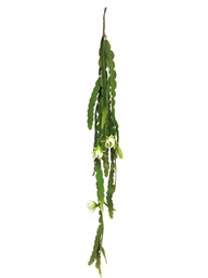 [12-40250-0] ***FLOWER CACTUS BUSH CREAM 100CM