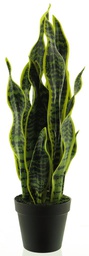 [12-51891-2] ***SANSEVIERIA IN POT YELLOW/GREEN 51CM