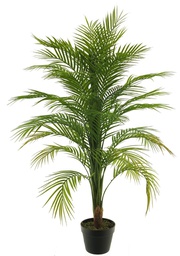 [12-51995-1] ***ARECA PALM IN POT GREEN 120CM