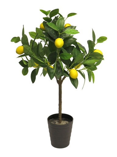 ***(BEST) LEMON TREE 70CM (12 LEMONS)