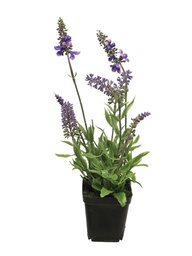 [12-91260-4] ***LAVENDER W/BLACK POT LAVENDER 34CM