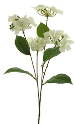 [12-93447-0] ***WILD HYDRANGEA SPRAY CREAM 69CM